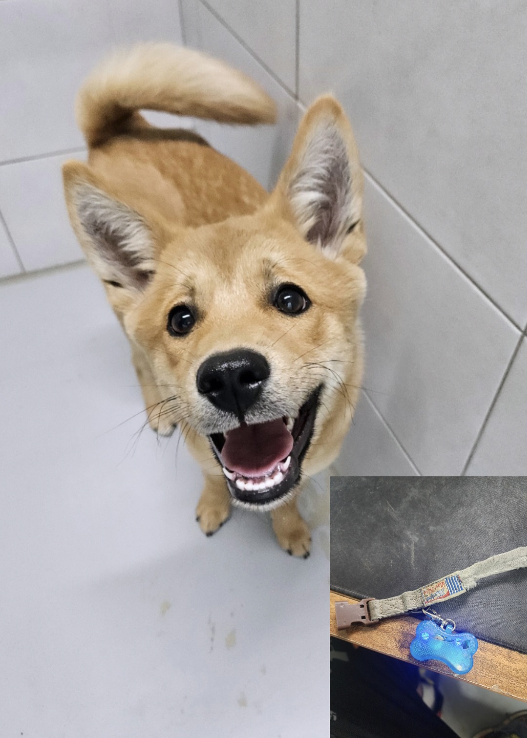 아산동물복지지원센터_444452202401396